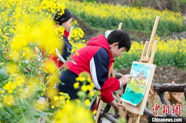 油菜花竞相开放吸引学生前来踏青写生。　罗川 摄