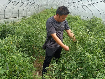9月27日 专家团成员在玉碗镇讲解辣椒病虫害防治.jpg