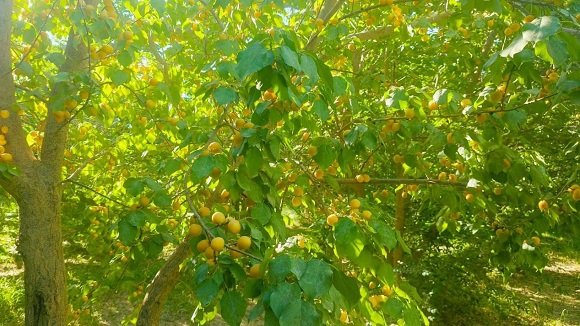 1754361500149756.jpg 1.jpg