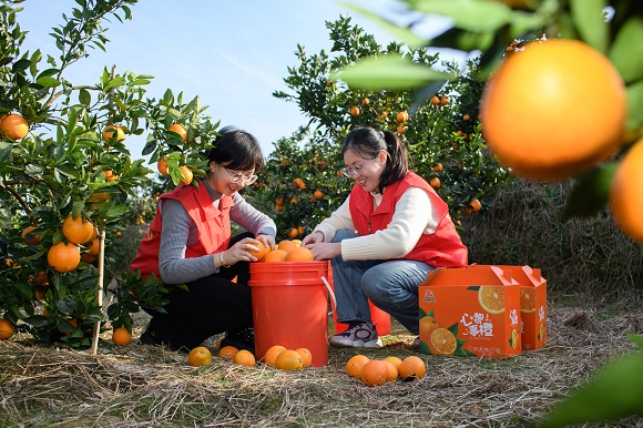 图为“村播”小分队志愿者深入新州镇良田村脐橙基地开展直播助农活动。.jpg